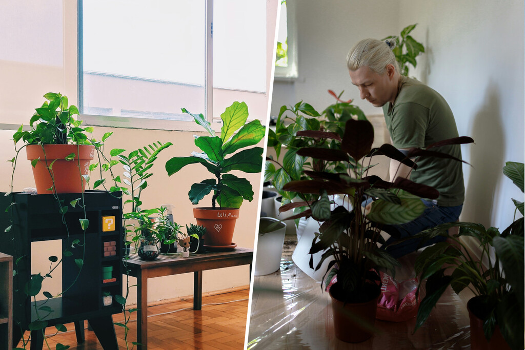 «Son seres vivos, no puedo dejar que se mueran»: las guarderías para plantas se extienden por España